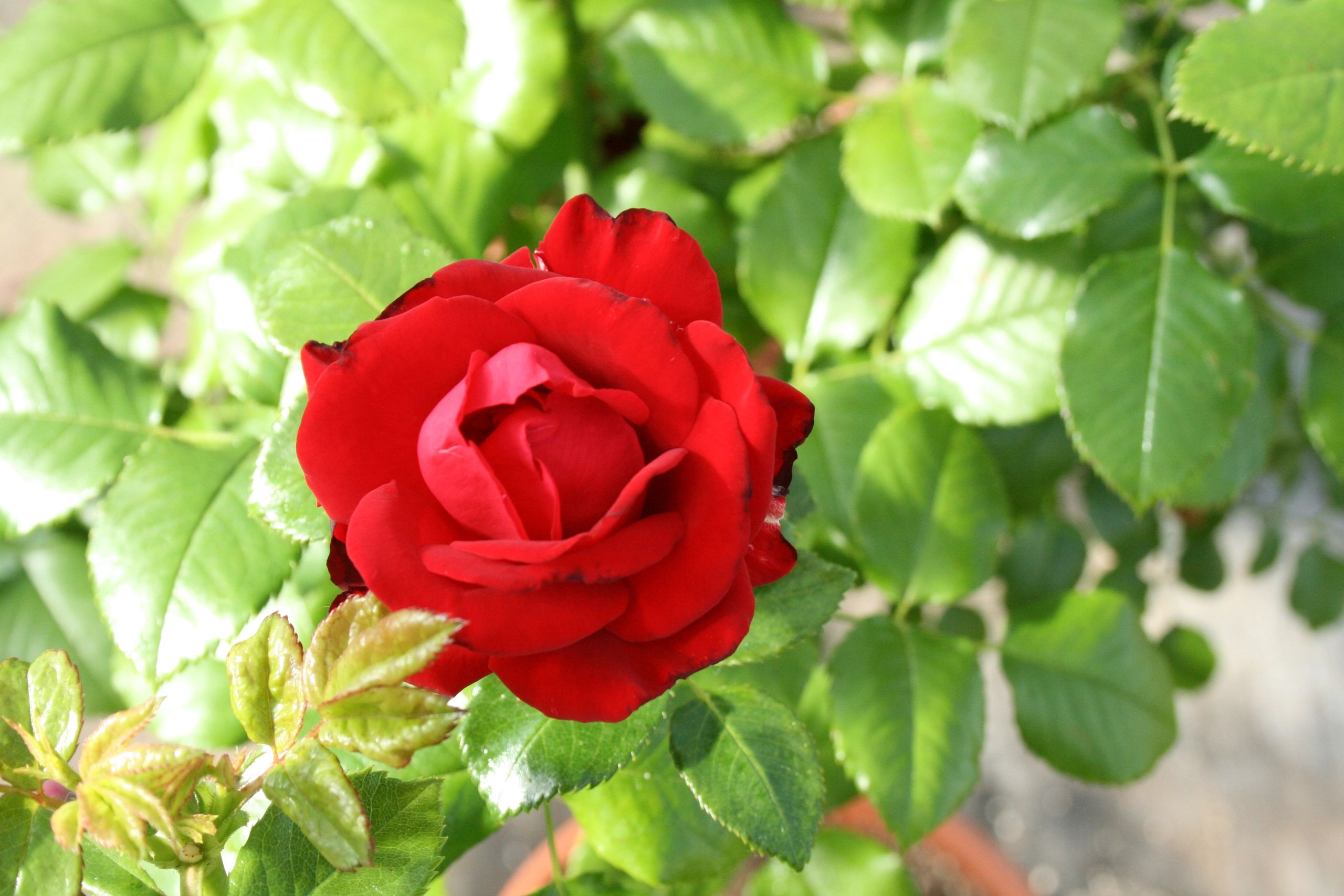 Now's the Time to Plant Roses